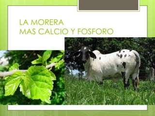 LA MORERA
MAS CALCIO Y FOSFORO