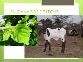 EN GANADOS DE LECHE
LA MORERA