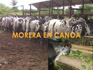 Morera