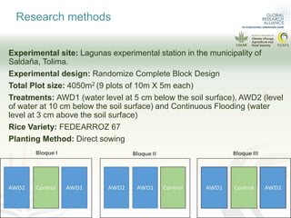 More rice with lower emissions and lower water consumption