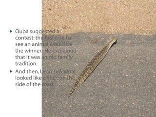 Oupa suggested a contest: the first one to see an animal would be the winner.  He explained that it was an old family tradition. And then, Leon saw what looked like a stick on the side of the road…. 