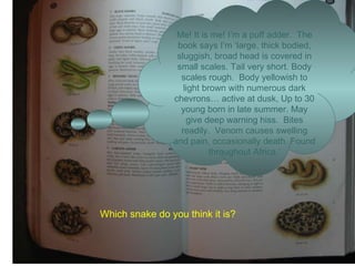Which snake do you think it is? Me! It is me! I’m a puff adder.  The book says I’m ‘large, thick bodied, sluggish, broad head is covered in small scales. Tail very short. Body scales rough.  Body yellowish to light brown with numerous dark chevrons… active at dusk, Up to 30 young born in late summer. May give deep warning hiss.  Bites readily.  Venom causes swelling and pain, occasionally death. Found throughout Africa.’ 