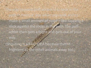 The way to avoid puff adders is to look in the path in front of  you when you walk and to make a small amount of noise – like tapping a stick against the rocks in the path. The puff adder then gets a fright and gets out of your way.  (Shouting is a BAD IDEA because then it frightens all the other animals away too.) 