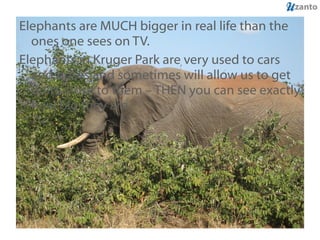 Elephants are MUCH bigger in real life than the ones one sees on TV.  Elephants in Kruger Park are very used to cars and buses and sometimes will allow us to get quite close to them – THEN you can see exactly how big they are. 