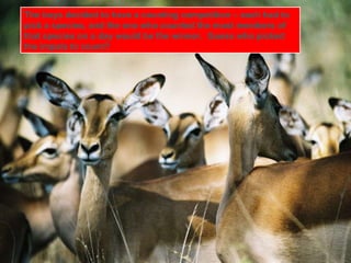 The boys decided to have a counting competition – each had to pick a species, and the one who counted the most members of that species on a day would be the winner.  Guess who picked the impala to count? 