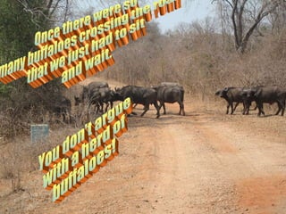 Once there were so  many buffaloes crossing the road  that we just had to sit and wait.  You don't argue  with a herd of  buffaloes! 