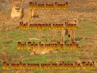 Did we see lions? Not everyone sees lions. But Eric is usually lucky.  So make sure you're close to Eric! 