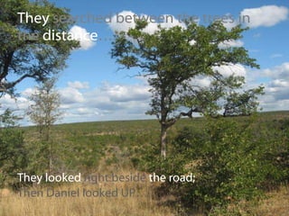 They  searched between the trees in the  distance …. They looked  right beside  the road; Then Daniel looked UP….. 