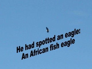 He had spotted an eagle: An African fish eagle 