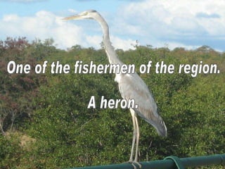 One of the fishermen of the region. A heron. 