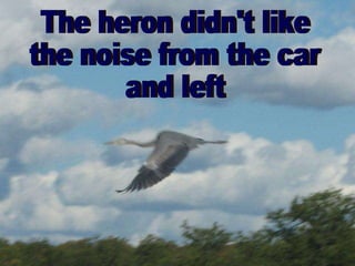 The heron didn't like  the noise from the car  and left 