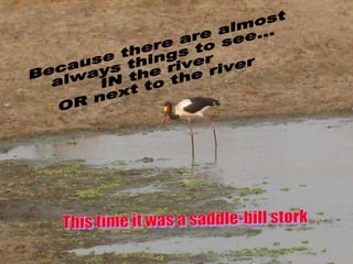 Because there are almost always things to see... IN the river  OR next to the river This time it was a saddle-bill stork 