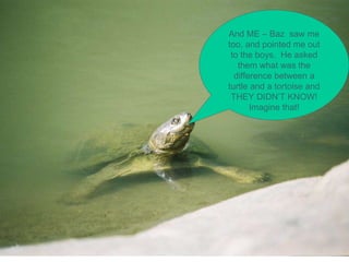 And ME – Baz  saw me too, and pointed me out to the boys.  He asked them what was the difference between a turtle and a tortoise and THEY DIDN’T KNOW! Imagine that! 