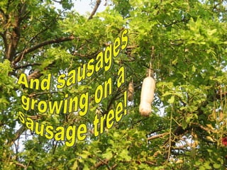 And sausages growing on a sausage tree! 