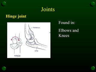 Joints   Hinge joint  Found in: Elbows and Knees  