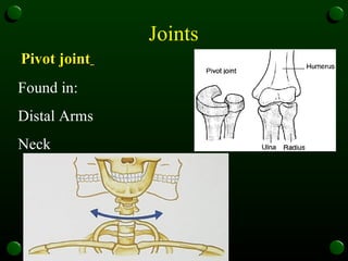 Joints  Pivot joint   Found in: Distal Arms  Neck  