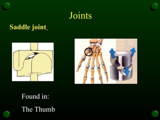 Joints  Saddle joint   Found in:  The Thumb 