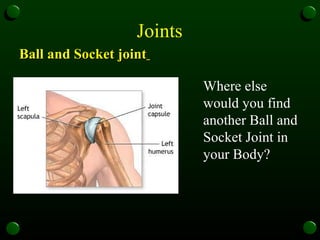 Joints  Ball and Socket joint   Where else would you find another Ball and Socket Joint in your Body? 
