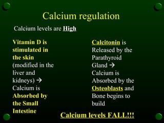 Calcium regulation   Calcium levels are  High Vitamin D is stimulated in the skin  (modified in the liver and kidneys)    Calcium is  Absorbed by the Small Intestine   Calcitonin  is Released by the Parathyroid Gland    Calcium is Absorbed by the  Osteoblasts  and Bone begins to build  Calcium levels FALL!!! 