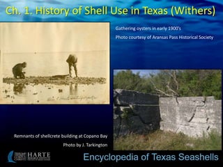 Shellcrete Building Texas Seashells | PPTX