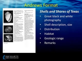 Texas. She Shells Texas Seashells | PPTX