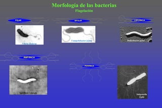 Morfología de las bacteriasFlagelaciónHelicobacterpylorCampylobacter jejuniVibrio choleraeSpirillumvolutansSalmonellatyphi