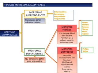 TIPOS DE MORFEMAS GRAMATICALESTIPOS DE MORFEMAS GRAMATICALES
MORFEMAS
GRAMATICALES
MORFEMAS
GRAMATICALES
MORFEMAS
INDEPENDIENTES
Constituyen por sí
solos una palabra.
Constituyen por sí
solos una palabra.
MORFEMAS
DEPENDIENTES
NO constituyen por sí
solos una palabra.
NO constituyen por sí
solos una palabra.
Morfemas
Flexivos
Morfemas
Derivativos
Van siempre al final
de la palabra.
Permiten que la
palabra presente
distintas formas.
Van siempre al final
de la palabra.
Permiten que la
palabra presente
distintas formas.
Van unidos
necesariamente a los
lexemas.
Modifican el
significado del
lexema.
Crean nuevas
palabras
Van unidos
necesariamente a los
lexemas.
Modifican el
significado del
lexema.
Crean nuevas
palabras
 