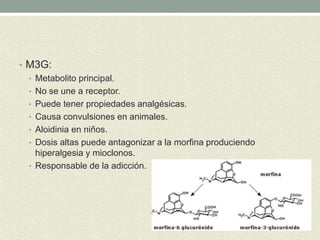 • M3G:
• Metabolito principal.
• No se une a receptor.
• Puede tener propiedades analgésicas.
• Causa convulsiones en animales.
• Aloidinia en niños.
• Dosis altas puede antagonizar a la morfina produciendo
hiperalgesia y mioclonos.
• Responsable de la adicción.
 