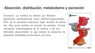 Absorción, distribución, metabolismo y excreción
Excreción. La morfina se elimina por filtración
glomerular, principalmente como morfina-3-glucurónido;
90% de la excreción total tiene lugar durante el primer
día. Muy poca morfina se excreta sin cambios. Ocurre
circulación enterohepática de la morfina y de sus
derivados glucurónidos, lo que explica la presencia de
pequeñas cantidades en las heces y la orina,
 