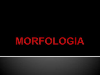 MORFOLOGIA 