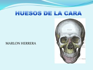 HUESOS DE LA CARA,[object Object],MARLON HERRERA,[object Object]