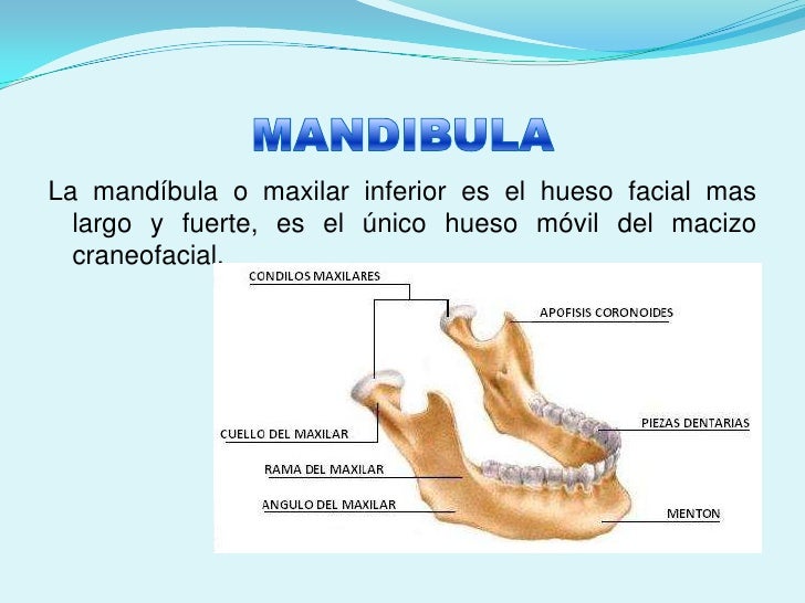 Morfologia Morfologia