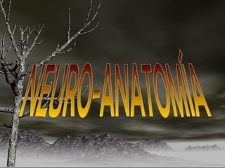 NEURO-ANATOMÍA 
