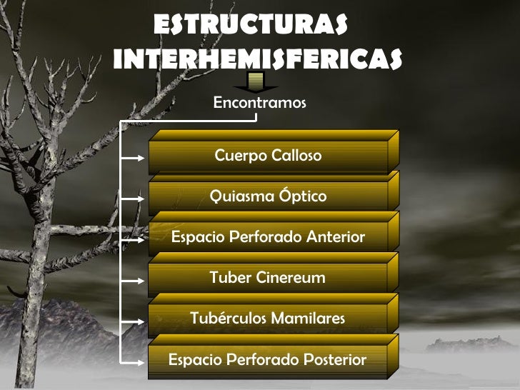 Resultado de imagen para estructuras interhemisfericas