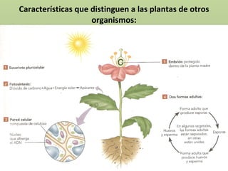 Características que distinguen a las plantas de otros organismos: 