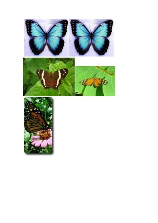 Imágenes de mariposas