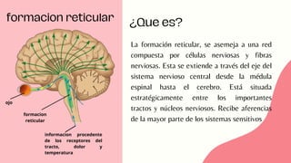 morfo 3 formacion reticular apuntes de morfo | PDF