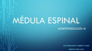 MÉDULA ESPINAL
LUIS FERNANDO YNSERNY LUGO
MÉDICO CIRUJANO
MORFOFISIOLOGÍA III
 