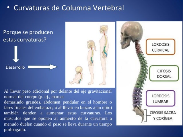 Columna Vertebral UNEFM Medicina