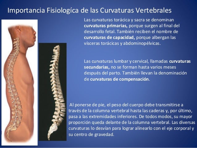 Columna Vertebral UNEFM Medicina