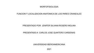 MORFOFISIOLOGIA
FUNCION Y LOCALIZACION ANATOMICA DE LOS PARES CRANEALES
PRESENTADO POR JENIFER SILVANA ROSERO MOLINA
PRESENTADO A CARLOS JOSE QUINTERO CARDENAS
UNIVERSIDAD IBEROAMERICANA
2021
 