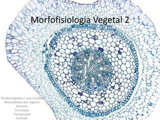 Morfofisiologia Vegetal 2
Tecidos vegetais e suas funções
Necessidades dos vegetais
Nutrição
Circulação
Transpiração
Controle
 