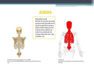 Morfofisiología | PPTX