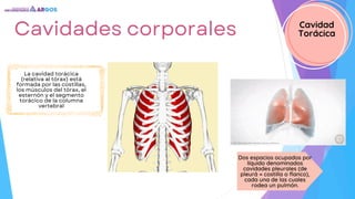 Dos espacios ocupados por
líquido denominados
cavidades pleurales (de
pleurá = costilla o flanco),
cada una de las cuales
rodea un pulmón.
Cavidades corporales Cavidad
Torácica
La cavidad torácica
(relativa al tórax) está
formada por las costillas,
los músculos del tórax, el
esternón y el segmento
torácico de la columna
vertebral
 