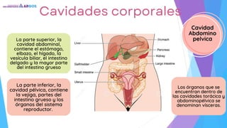 La parte superior, la
cavidad abdominal,
contiene el estómago,
elbazo, el hígado, la
vesícula biliar, el intestino
delgado y la mayor parte
del intestino grueso
La parte inferior, la
cavidad pélvica, contiene
la vejiga, partes del
intestino grueso y los
órganos del sistema
reproductor.
Los órganos que se
encuentran dentro de
las cavidades torácica y
abdominopélvica se
denominan vísceras.
Cavidades corporales
Cavidad
Abdomino
pelvica
 