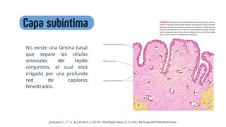 Morfofisiología de las articulaciones._20250306_003010_0000.pdf
