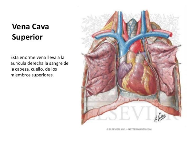 Morfofisiología II venas subclavia y cava superior