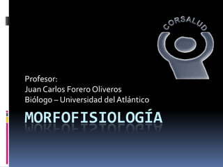 MORFOFISIOLOGÍA Profesor: Juan Carlos Forero Oliveros Biólogo – Universidad del Atlántico 