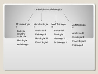 La disciplina morfofisiologica Morfofisiologia I   Morfofisiologia II Morfofisiologia III Morfofisiologia IV Biologia celular y molecular Histologia embriologia Anatomia I Fisiologia II Histologia  III Embriologia I anatomiaII Fisiologia I Histologia II Embriologia II  Anatomia III Histologia III Embriologia II Fisiologia II 