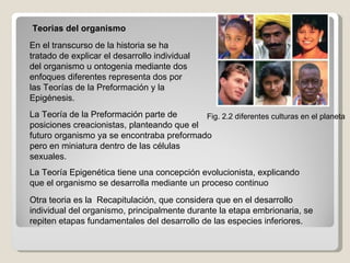 Fig. 2.2 diferentes culturas en el planeta Teorias del organismo En el transcurso de la historia se ha tratado de explicar el desarrollo individual del organismo u ontogenia mediante dos enfoques diferentes representa dos por las Teorías de la Preformación y la Epigénesis.  La Teoría de la Preformación parte de posiciones creacionistas, planteando que el futuro organismo ya se encontraba preformado pero en miniatura dentro de las células sexuales.   La Teoría Epigenética tiene una concepción evolucionista, explicando que el organismo se desarrolla mediante un proceso continuo  Otra teoria es la  Recapitulación, que considera que en el desarrollo individual del organismo, principalmente durante la etapa embrionaria, se repiten etapas fundamentales del desarrollo de las especies inferiores. 